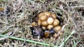 Bumble bee in nest