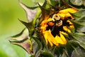 A bumble bee in an opening sunflower. Royalty Free Stock Photo