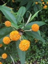 A bumble bee on an Orange Ball Tree Royalty Free Stock Photo