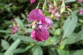 Bumble bee on Ornamental jewelweed flower Impatiens glandulifer Royalty Free Stock Photo