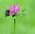 Bumble bee on pink clover Royalty Free Stock Photo