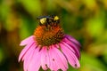 Bumble bee on Pink Cone Flower (Echinacea purpurea) Royalty Free Stock Photo