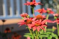 Bumble Bee on pink coneflower Royalty Free Stock Photo