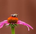 Bumble bee on a pink coneflower Royalty Free Stock Photo