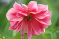 Bumble bee on a pink dahlia bottom. Big pink flower close up. Picture for greeting card design, 8 march, postcards Royalty Free Stock Photo