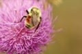 A bumble bee on pink