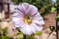 Bumble bee on Pink flower Royalty Free Stock Photo