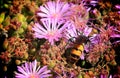 Bumble bee pink flower Royalty Free Stock Photo