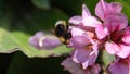 Bumble bee on a pink flower cluster Royalty Free Stock Photo