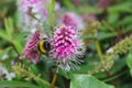 Bumble bee on pink flowers