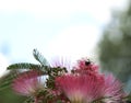 Bumble Bee on a Pink Mimosa tree Royalty Free Stock Photo