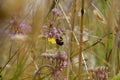 Bumble bee on pink nodding onion, Bunsby Islands, British Columbia