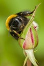 Bumble bee on pink rose Royalty Free Stock Photo