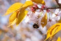 Bumble-bee on a pink sakura flowers