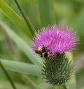 Bumble bee up close on pink thistle plant Royalty Free Stock Photo