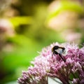 A bumble bee on a pinkflower Royalty Free Stock Photo