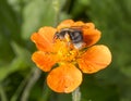 Bumble Bee Pollen Basket