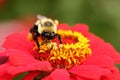 Bumble Bee with Pollen on its Face Royalty Free Stock Photo