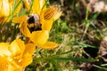 Bumble bee pollinates blooming yellow crocus. Royalty Free Stock Photo