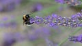 Bumble bee pollinates lavender flower in a lavender field