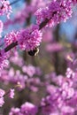 Bumble Bee Pollinates Pink Blossom On Eastern Redbud Tree