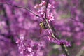 Bumble Bee Pollinates Pink Blossoms On Tree Royalty Free Stock Photo
