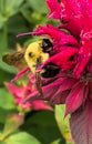 Bumble Bee Pollinating Bee Balm Red Flowers in Garden Royalty Free Stock Photo