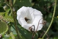 Bumble bee pollinating a bind weed flower Royalty Free Stock Photo