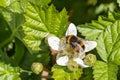 Bumble bee pollinating blackberry flower in bloom