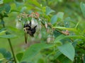 Bumble bee pollinating blueberry plant