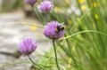 Bumble bee pollinating chives flowers