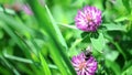 Bumble bee pollinating a clover flower