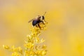 Bumble Bee Pollinating a Goldenrod