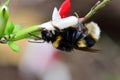 Bumble bee pollinating a hot lips salvia flowers Royalty Free Stock Photo