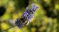 Bumble bee pollinating lavender with blurred green background Royalty Free Stock Photo