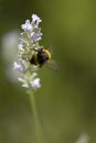 Bumble bee pollinating a lavender Royalty Free Stock Photo