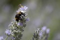 Bumble bee pollinating a lavender Royalty Free Stock Photo