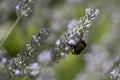 Bumble bee pollinating a lavender Royalty Free Stock Photo