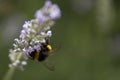 Bumble bee pollinating a lavender Royalty Free Stock Photo