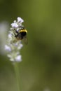 Bumble bee pollinating a lavender Royalty Free Stock Photo