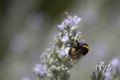 Bumble bee pollinating a lavender Royalty Free Stock Photo