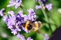 Bumble bee pollinating lavender flowers Royalty Free Stock Photo