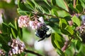 Bumble bee pollinating Manzanita tree pink flowers