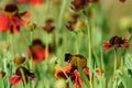 Bumble bee pollinating an orange cone flower on a sunny day in the garden Royalty Free Stock Photo