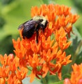 Bumble Bee, Pollinating, Orange flower, Outside