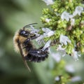 Bumble Bee pollinating Oregano flowers Royalty Free Stock Photo