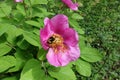 Bumble bee pollinating pink flower of paeonia daurica