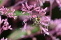 Bumble bee pollinating pink plant