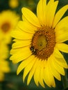 Bumble Bee Pollinating on a Sunflower Royalty Free Stock Photo