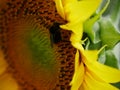 bumble bee pollinating a sunflower head Royalty Free Stock Photo